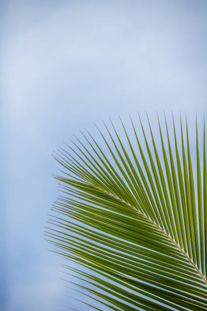 istock A palm leave in front of a blue sky 1126894350