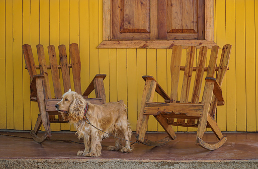 A cute dog and wooden rocking chairs on veranda in Cuba