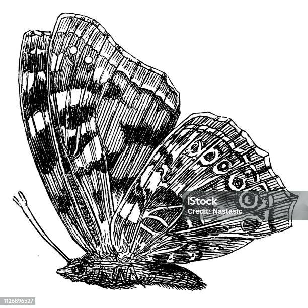 Vanessa Cardui Is A Wellknown Colorful Butterfly Known As The Painted Lady Or In North America As The Cosmopolitan Stock Illustration - Download Image Now