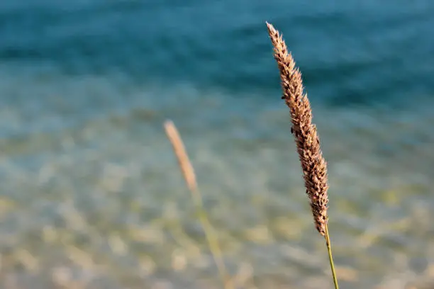 Closeup of single golden brown phragmite stem with seeds, a perennial grass on pure blue water background. Bright atmospheric autumn herbal picture with place for text