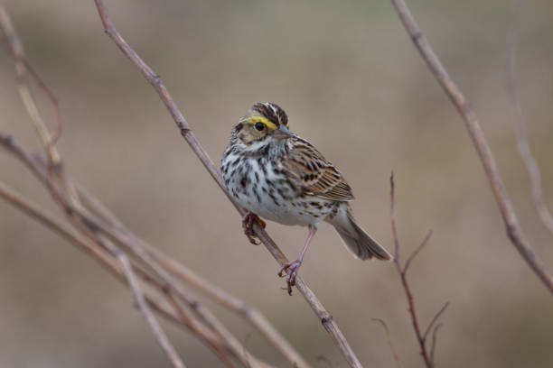 primo piano di savannah sparrow a breve fermarsi sul ramo e guardare la telecamera - passerculus sandwichensis foto e immagini stock