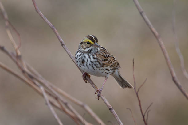 istock Closeup of Savannah Sparrow shortly pausing on branch and looking at camera 1126898666