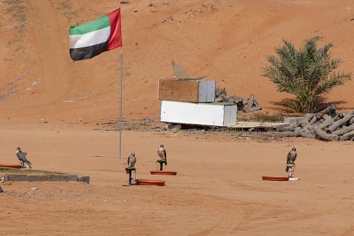Four falcons stand at their training post with a UAE Flag in the background in the sandy desert of Ras al Khaimah.