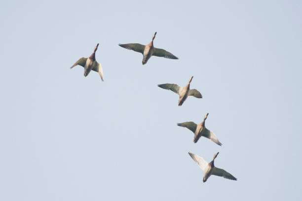 istock Low Angle View Of Birds Flying Against Clear Sky 1126900850