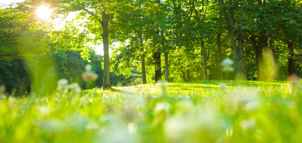 istock blooming flowers in the garden 1126902327