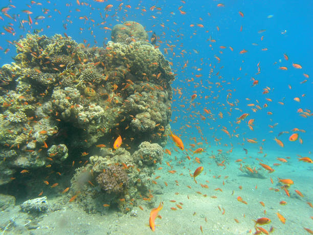 istock Coral reefs in Eilat in Israel 1126902369