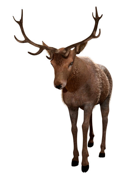 istock 3D illustration male deer on white 1126906209
