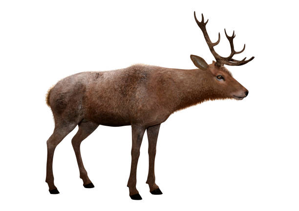 3D rendering of a male deer isolated on white background