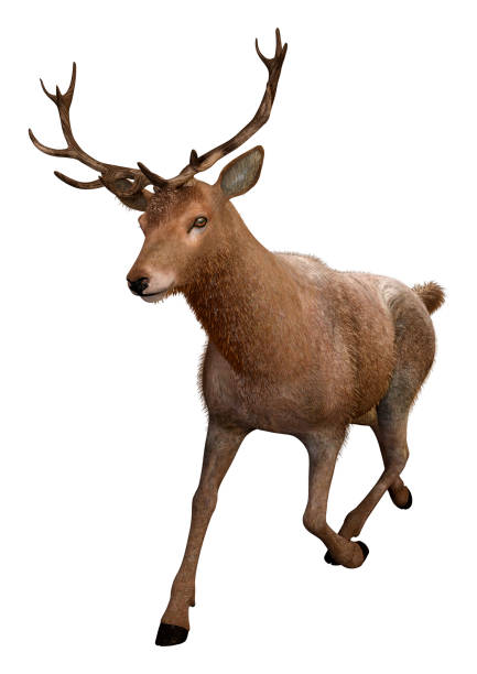 istock 3D illustration male deer on white 1126906224