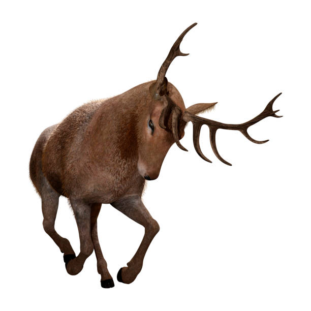 istock 3D illustration male deer on white 1126906226