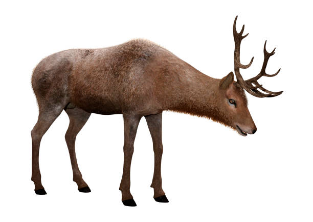 istock 3D illustration male deer on white 1126906231