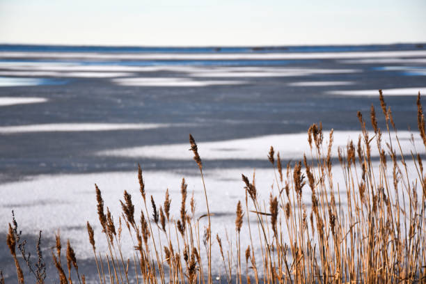 istock Dried reeds by a winter coast 1126908026