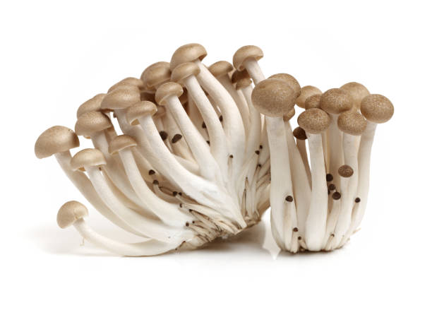 흰색 바탕에 갈색 너도 밤나무 버섯 (hypsizygus bunashimeji) - 만가닥 버섯 뉴스 사진 이미지