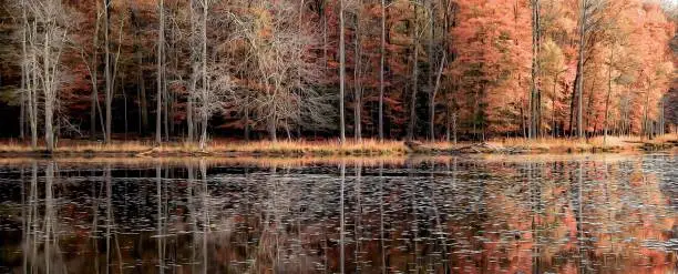 Photo of Tranquil Autumn Scene at the Patuxent Research Refuge.