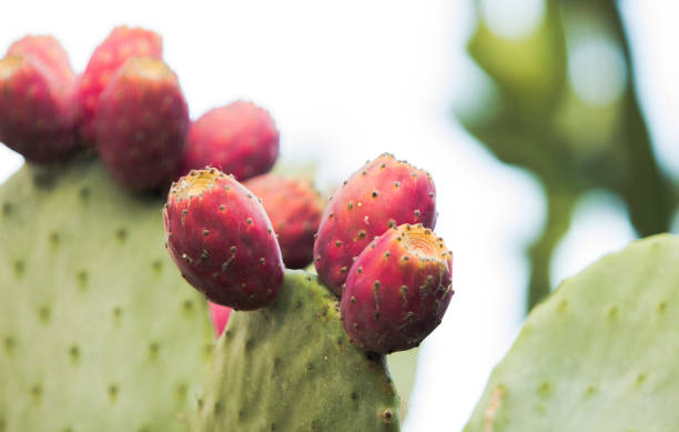 ¿lengua del diablo con las frutas del diablo? cierre - para arriba de este nopal o higo indio con espacio de copia. - fresh tuna fotografías e imágenes de stock