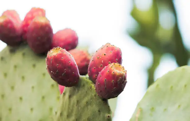 Photo of Devil's tongue with devil's fruits? Close -up of Eastern Prickly Pear or Indian Fig with copy space.