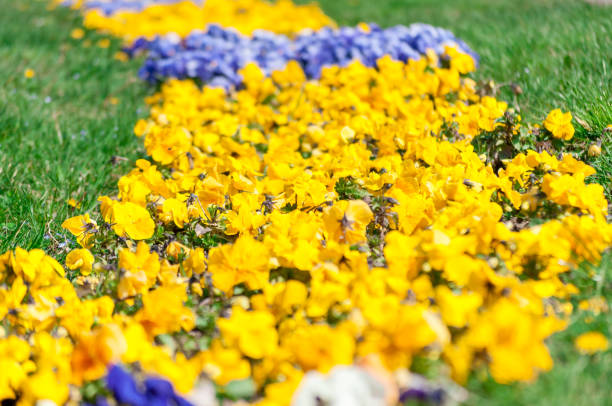 Close-up of colored pansy flowers. Shallow depth of field.