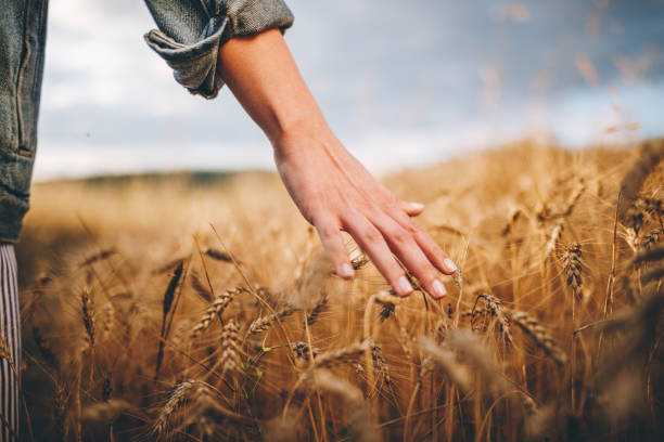 Golden wheat fields Beautiful young girl with a basket full of flowers walking through wheat and lavander field wheat stock pictures, royalty-free photos & images