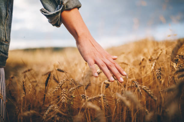 золотые пшеничные поля - crop farm nature man made стоковые фото и изображения