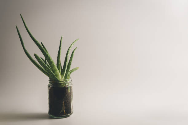 simple et sain vert aloe vera plante utilisée pour naturelle, médecine alternative et traitement, sur blanc nettoyer à fond avec texte-espace - angelica herb plant organic photos et images de collection