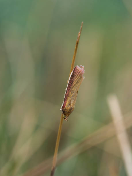 istock Oncocera semirubell a small moth on a grass 1126911694