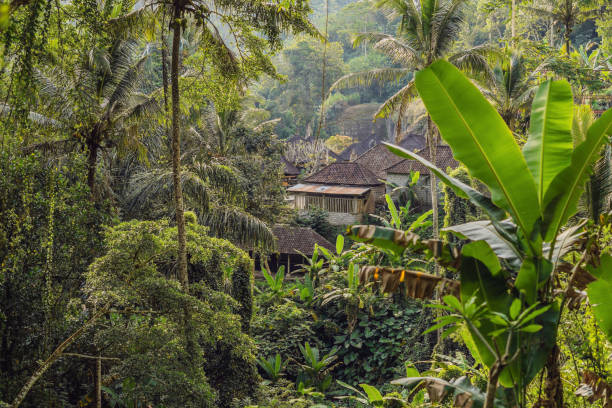 istock bali traditional house framed by bamboo trees in Ubud 1126912359