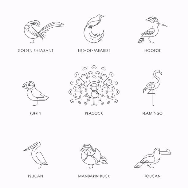 Birds set icon Birds are different species. Line icon set. Can be used for logo, print, web site pics for toucan flying stock illustrations