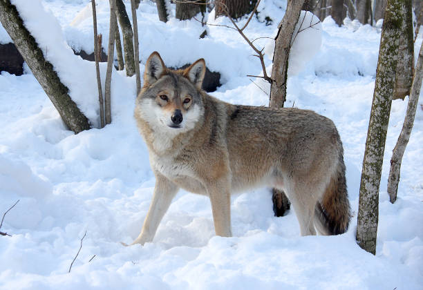 istock Gray predator in the winter forest 1126913630