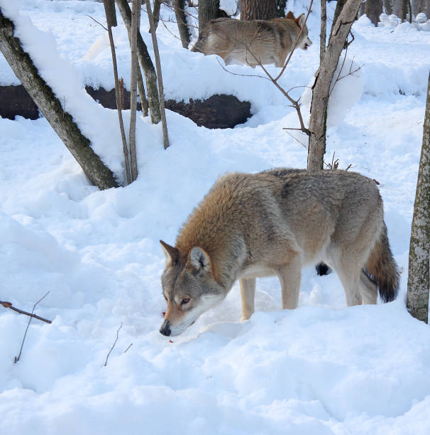 istock Wolves hunt in the winter forest 1126913636