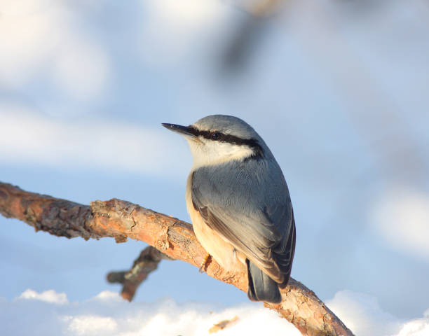istock The nuthatch sits on a branch in the sunny sunny day 1126913652
