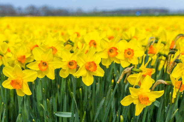 istock golden daffodil flowers close up with blue sky background 1126916159