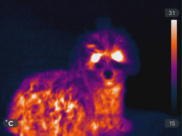 istock Thermal Image of a Poodle 1126917004