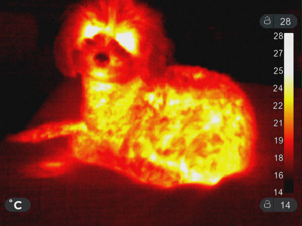 istock Thermal Image of a Poodle 1126917019
