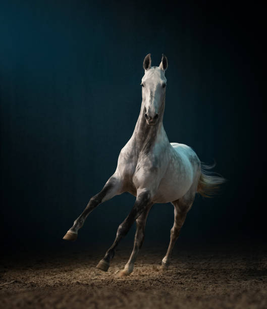 istock Grey akhal-teke stallion indoors 1126918596