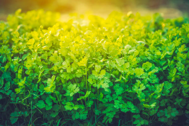 Organic coriander vegetable field garden farming