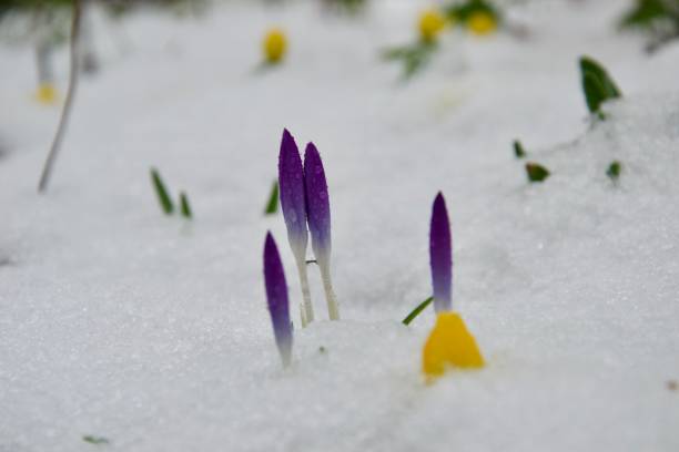 fleurs de plus en plus dans la neige : purple aconit d’hiver crocu et jaune - flower snow winter close up photos et images de collection