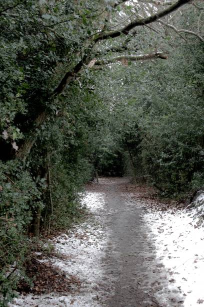 istock Path through woodland, in the snow 1126921867