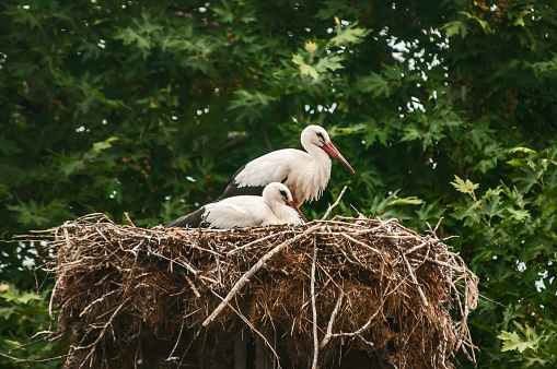 Two white storks in nest