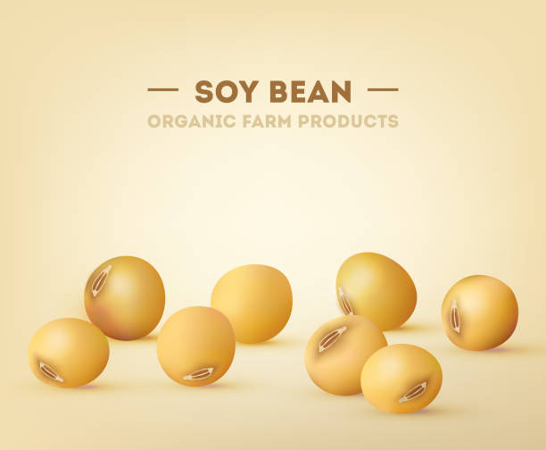 Soy bean vector eps10 illustration, organic and natural food in 3d vector art illustration