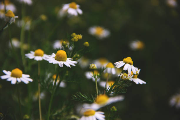 Chamomile close up Chamomile close up. background image красота stock pictures, royalty-free photos & images