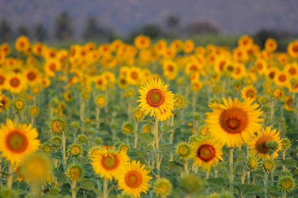 istock beautiful sunflower in the field 1126923372