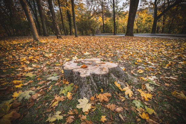 istock stump in the autumn park 1126924381