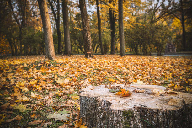 istock stump in the autumn park 1126924384