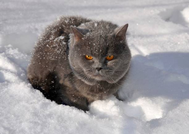 istock Gray fluffy British cat sits in the snow close-up 1126924740