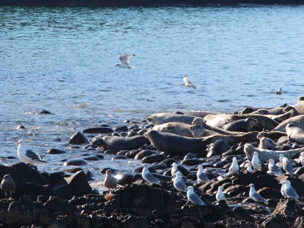 istock Ringed seal rookery on rocky reef by Kamchatka Peninsula. 1126925997