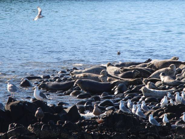 istock Ringed seal rookery on rocky reef by Kamchatka Peninsula. 1126926012
