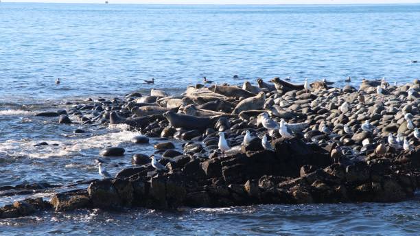 istock Ringed seal rookery on rocky reef by Kamchatka Peninsula. 1126926015