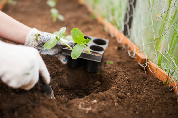 istock Spring garden work: planting cucumber seedling with gloves 1126926016
