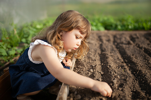 Adorable little girl planting seeds in the ground at the greenhouse, spring.