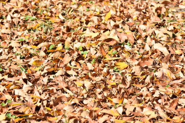 istock Background of autumn leaves 1126926601